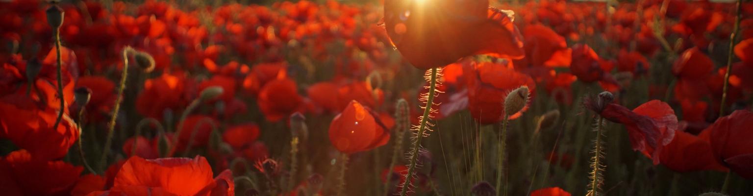 Field of poppies
