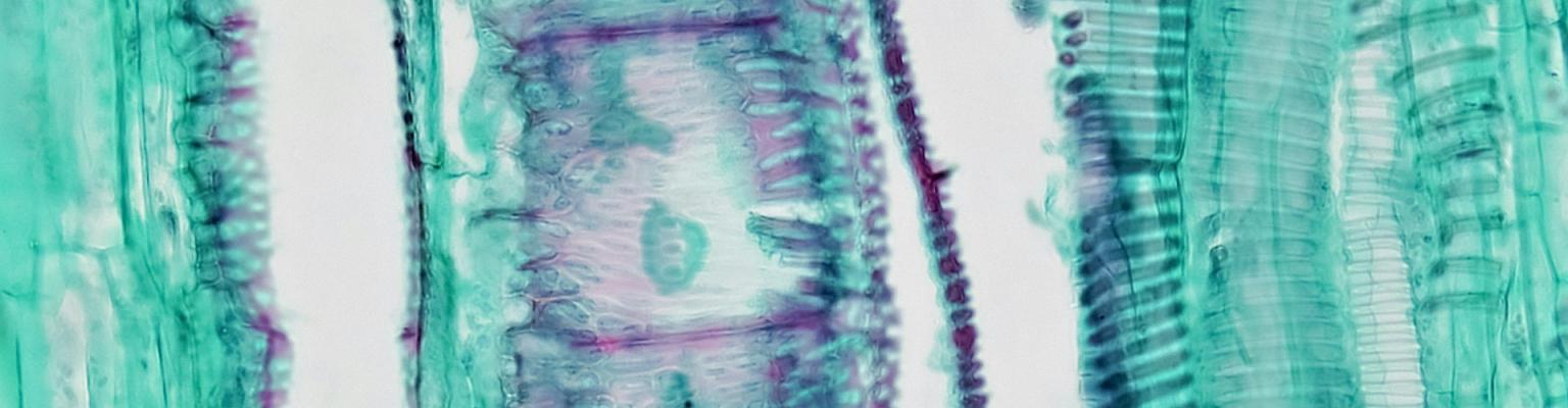 bioscience microscope image 