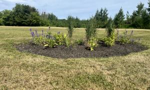 Scattering Garden