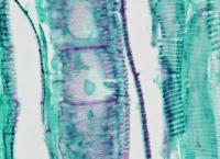 bioscience microscope image 